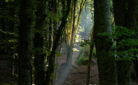  Alberi: una risorsa da salvaguardare 